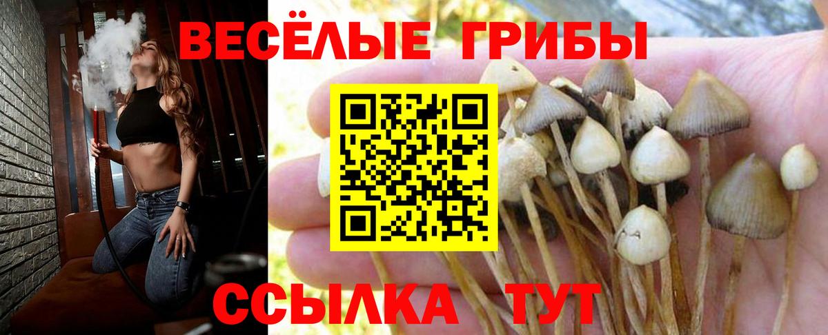 Галлюциногенные грибы Psilocybine cubensis  Вход с VPN  Галлюциногенные грибы Cubensis  Волгодонск 